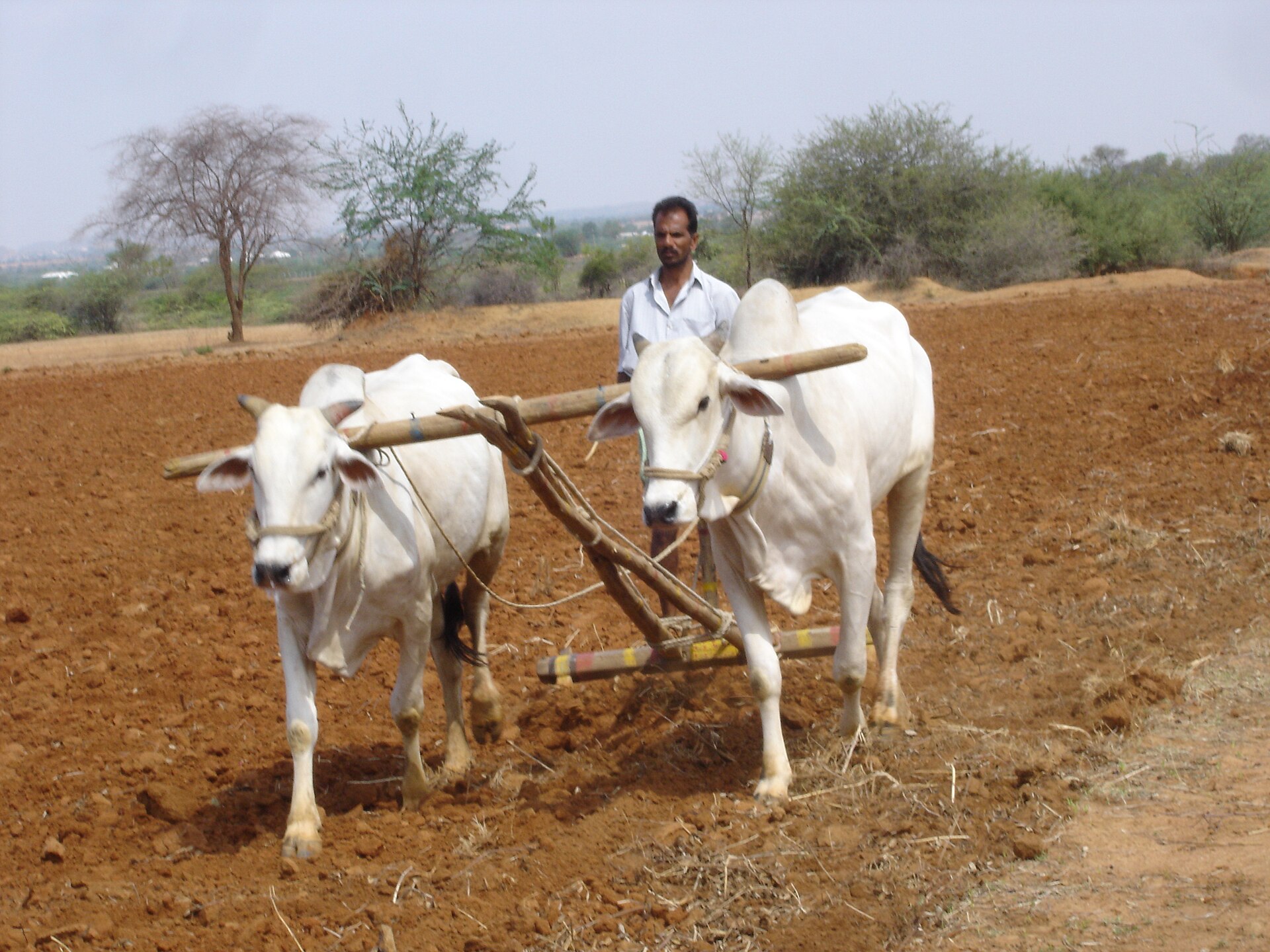 A farmer standing in his field in Mahabubnagar district